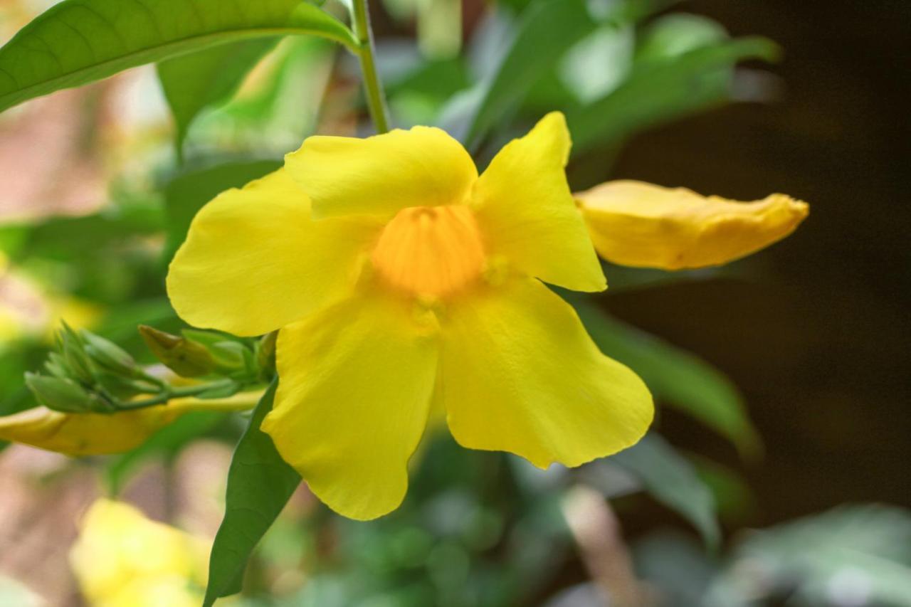 Samana Ecolodge El Limon Екстер'єр фото