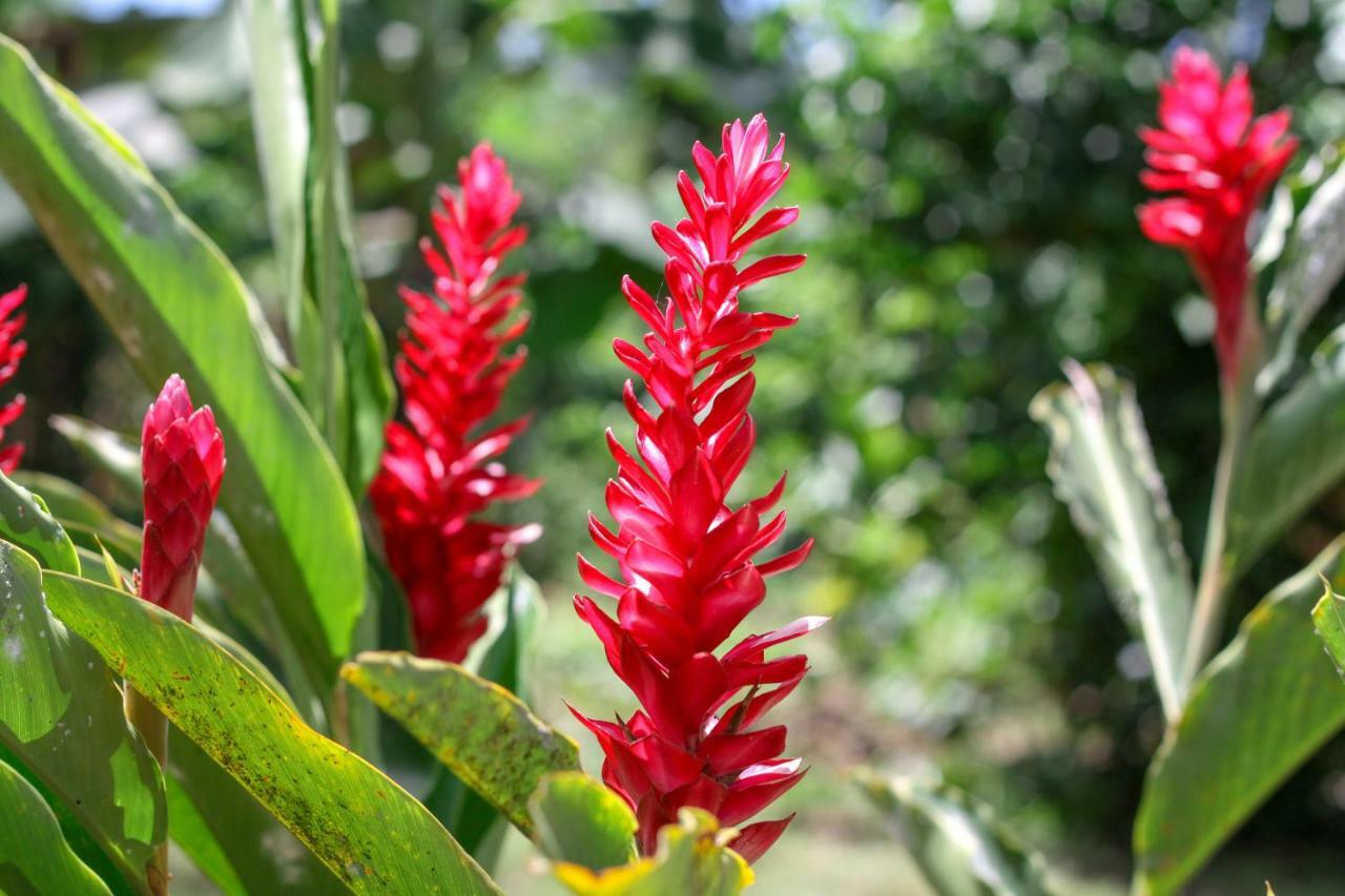 Samana Ecolodge El Limon Екстер'єр фото